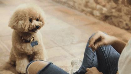 泰迪防止细小的方法,泰迪注意什么不容易生病