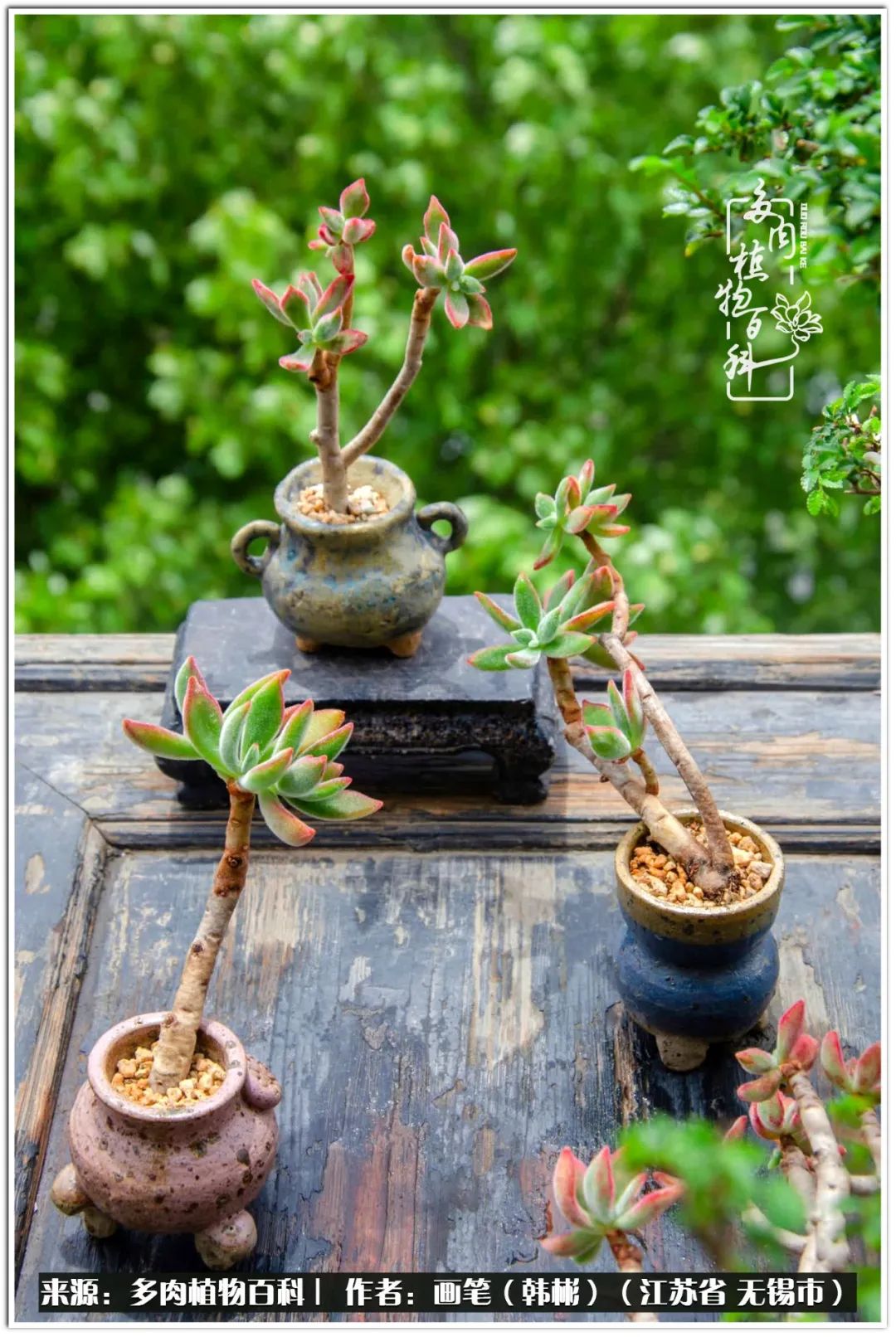 月满西楼别有一番滋味在心头,绿肥红瘦