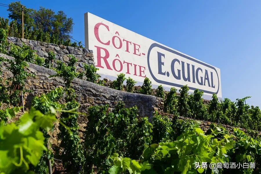 「法国红酒酒庄」顶级酒庄之罗纳河谷(RhoneValley)上-北罗篇