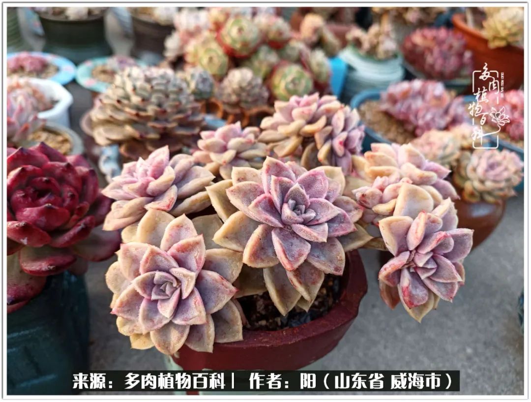 浜洪棿鐑熺伀鑷湁涓囧崈棰滆壊,浜洪棿鐑熺伀鐨嗘槸骞冲嚒棰滆壊