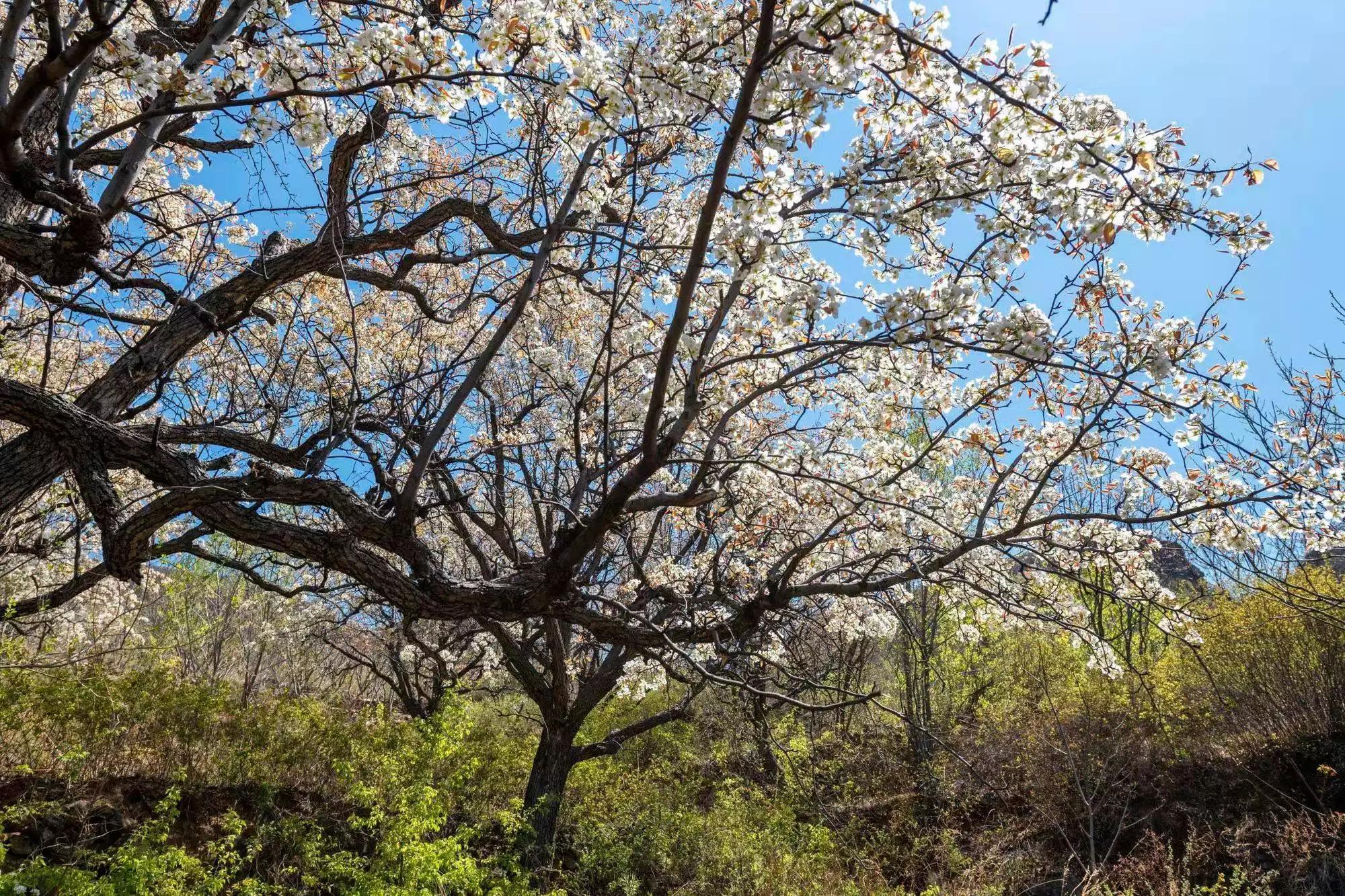 少女被山西变态男骗进“地下淫窝”封妃，出逃失败惨遭凌虐致死！