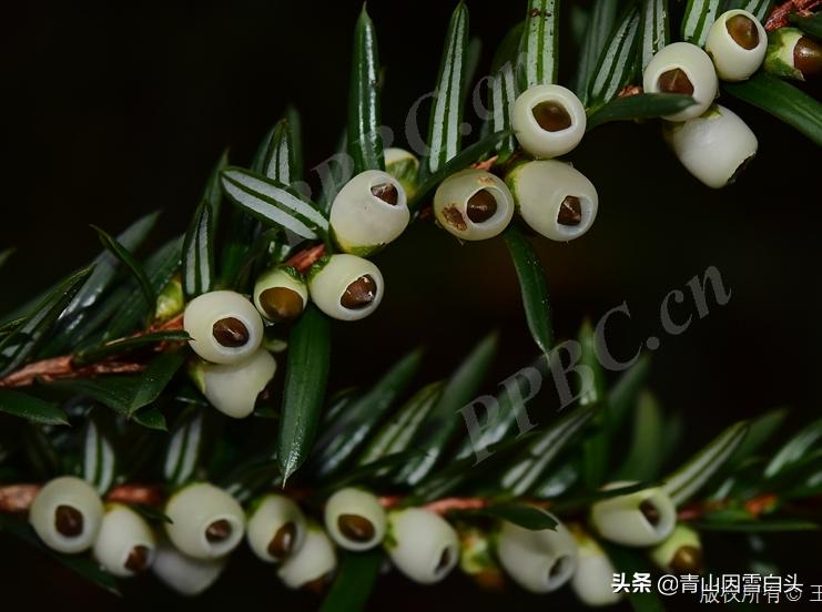 南方白豆杉的形态,白豆杉和红豆杉哪个更珍贵