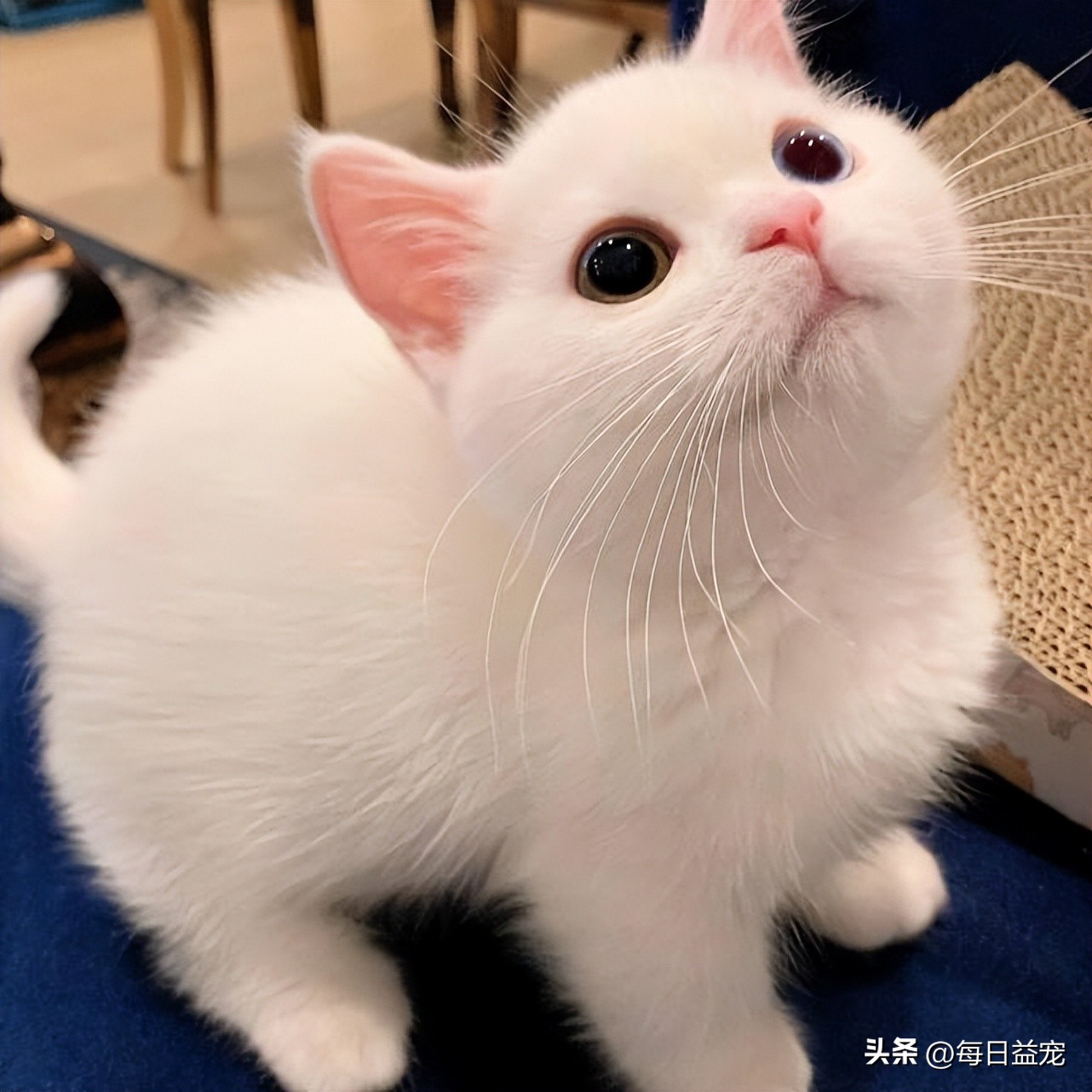 踢了猫咪肚子一脚呕吐,踢了猫肚子一脚有事吗