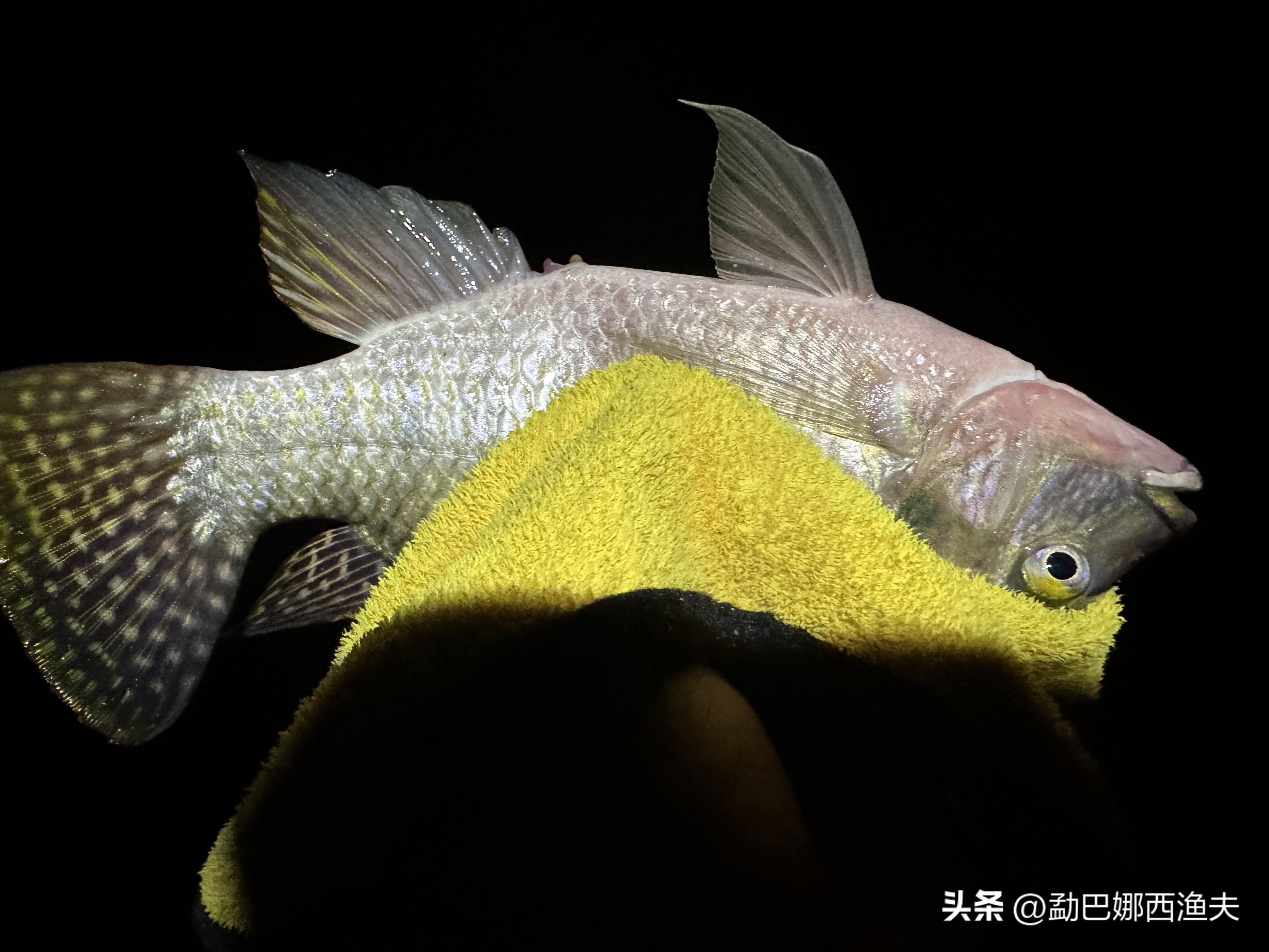 2020万峰湖野钓大罗非,万峰湖陇纳村野钓大罗非