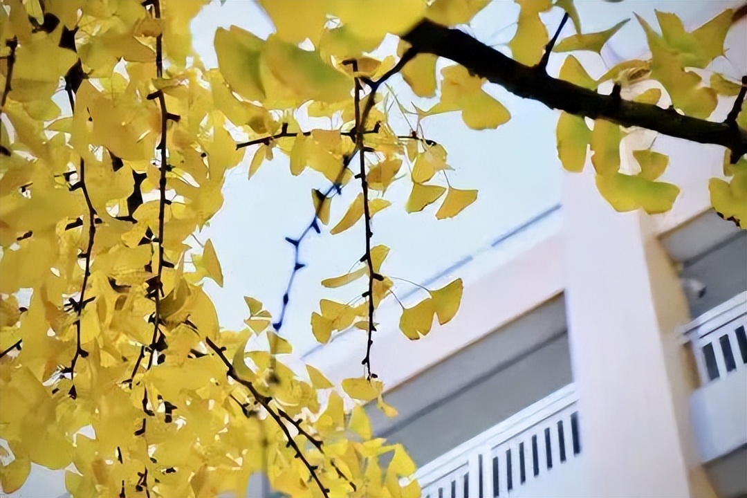 盘点一下成都排名前十小学,成都5朵金花哪个初中好