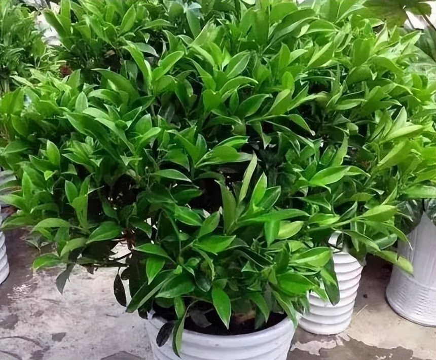 新房种什么植物吸甲醛,什么植物吸甲醛第一名