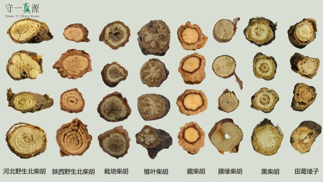 中药鉴定真假找谁,柴胡真假优劣鉴别