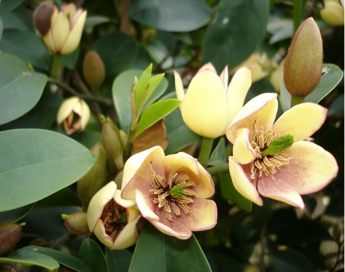 含笑花诗,含笑花的诗句