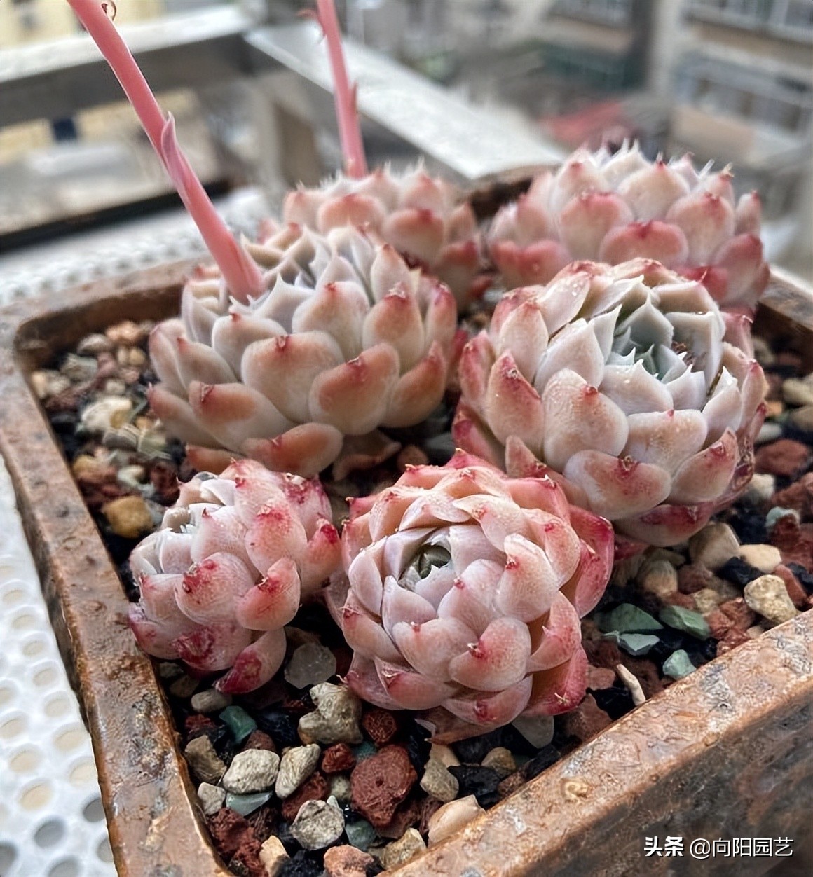 多肉水浇多了根腐烂怎么补救,室外养多肉为什么徒长