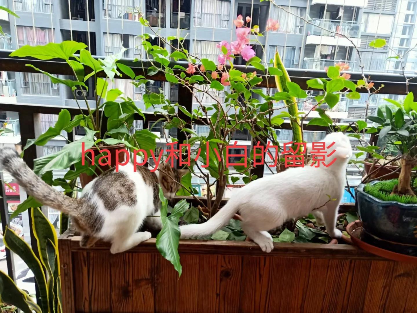 happy鎴戠殑濂冲鎻掓洸,浣爃appy鎴戜篃happy