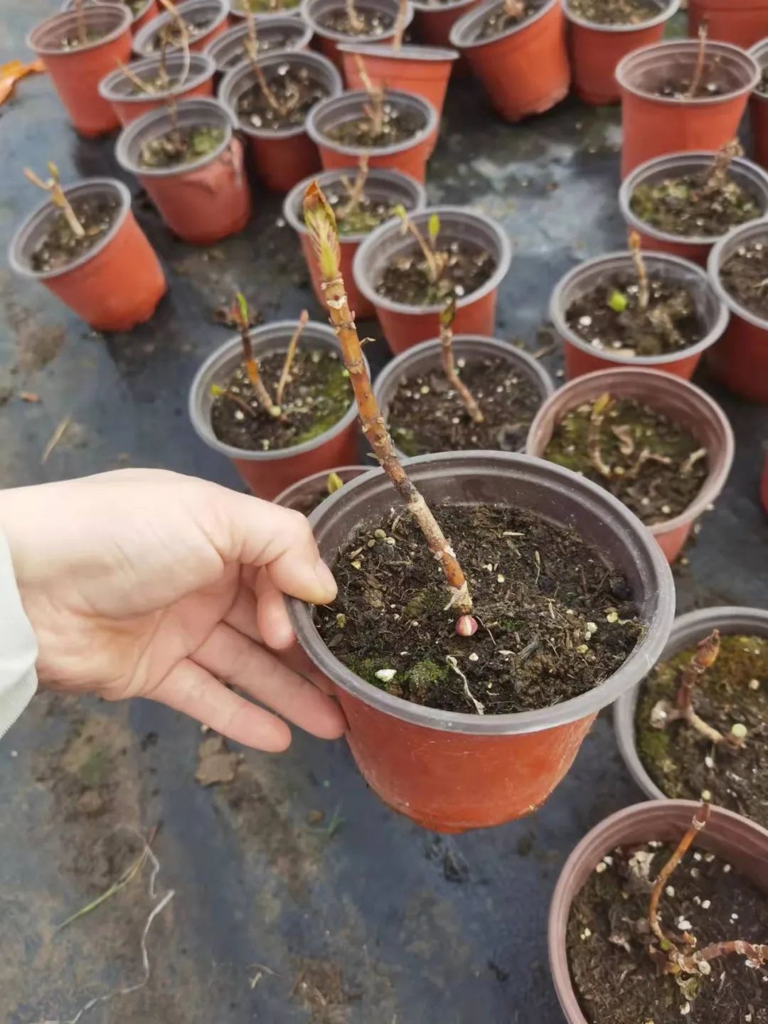 绣球花期一般多久,绣球花期后什么时候修剪