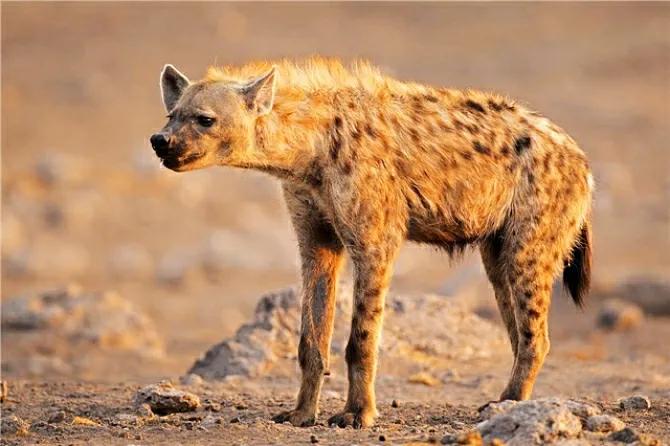 鬣狗雌雄异体,鬣狗为何不分雌雄