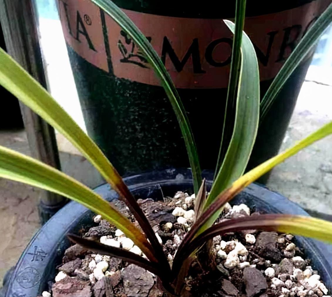 养兰寿不想爆藻怎么办,花兰病害防治方法