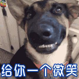 新手养狗适合养什么,建议穷人养的10种便宜狗