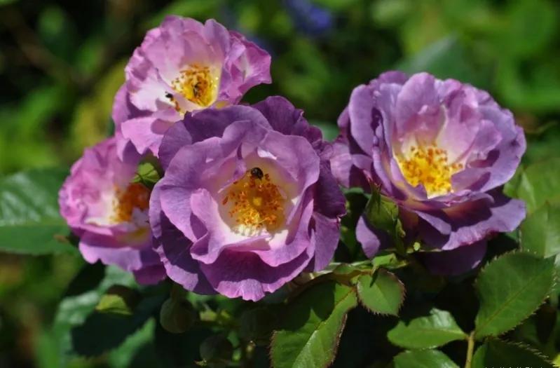 蓝色梦想树月季,蓝色梦想与什么蓝月季一样