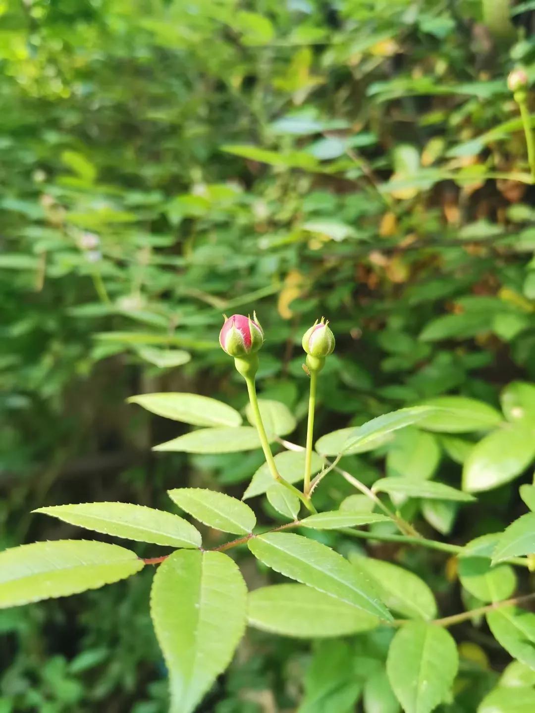 母亲厨房里的白纱布