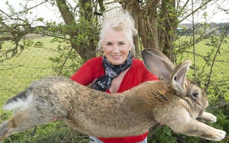 为什么出现兔子病毒,兔子病毒是真的吗