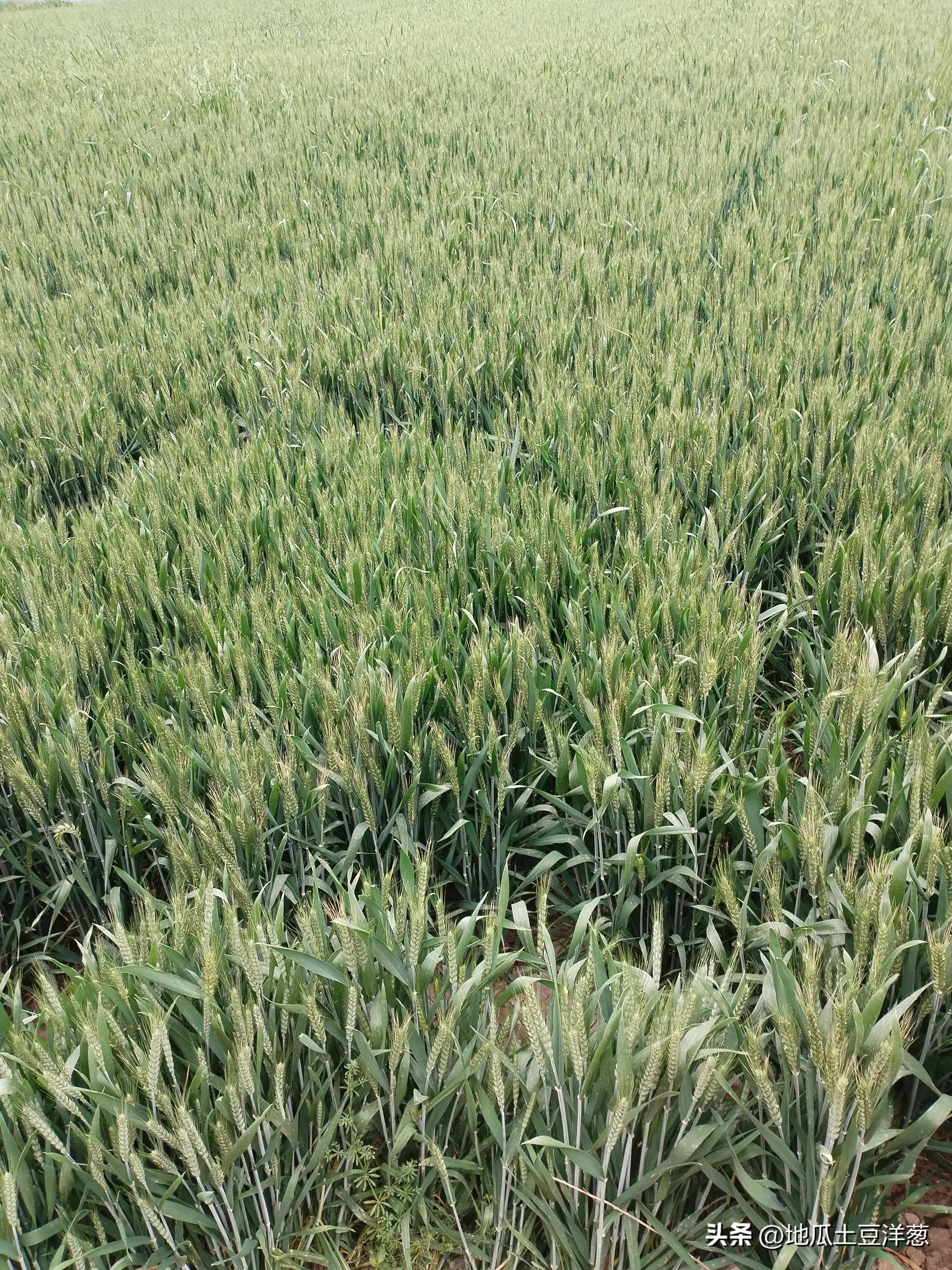 寿比南山是多少岁,寿比南山福如海下一句是什么