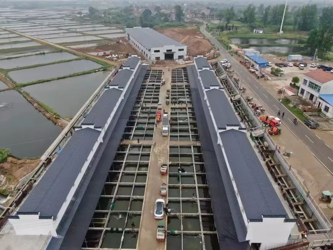 养鱼苗发家致富,鱼苗发展致富案例