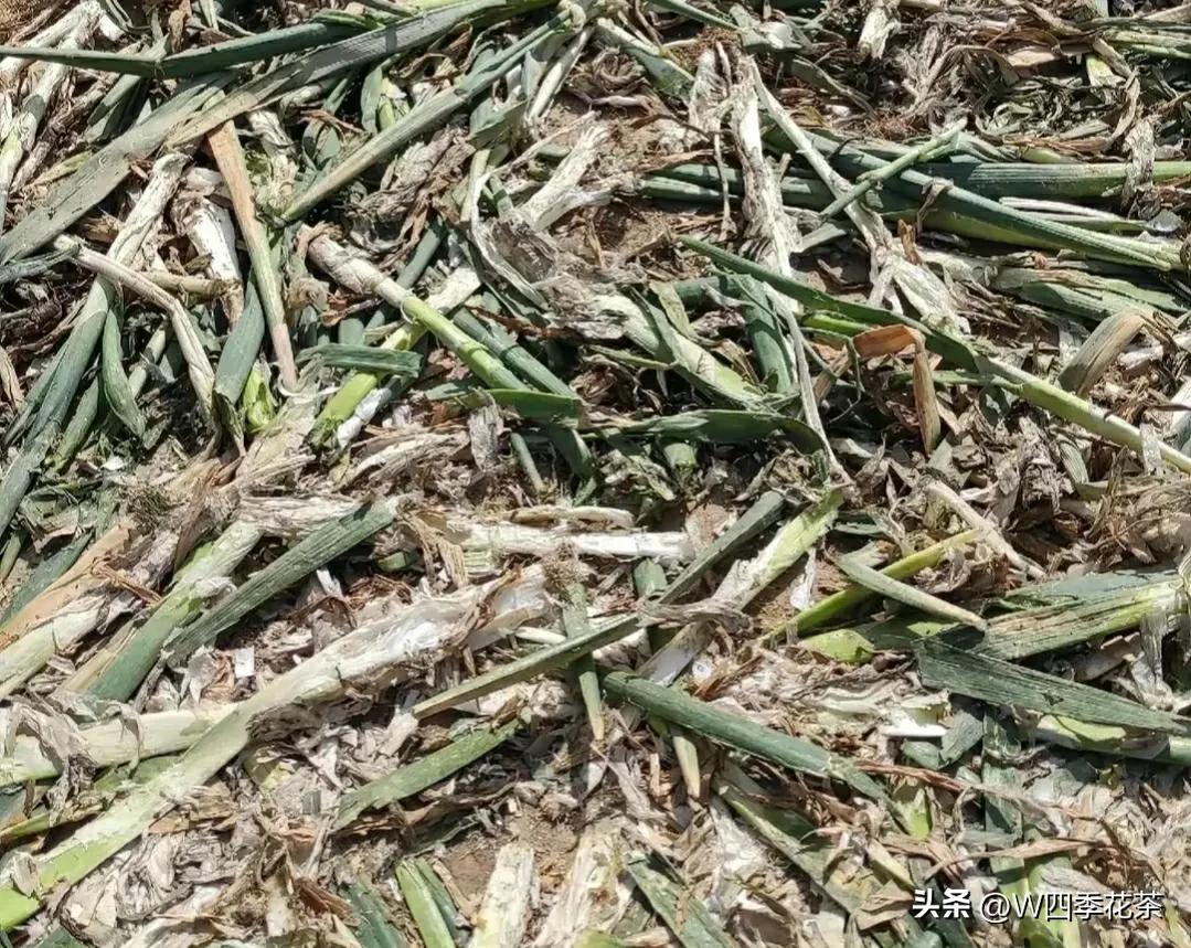 农村老葱杆的后续处理办法