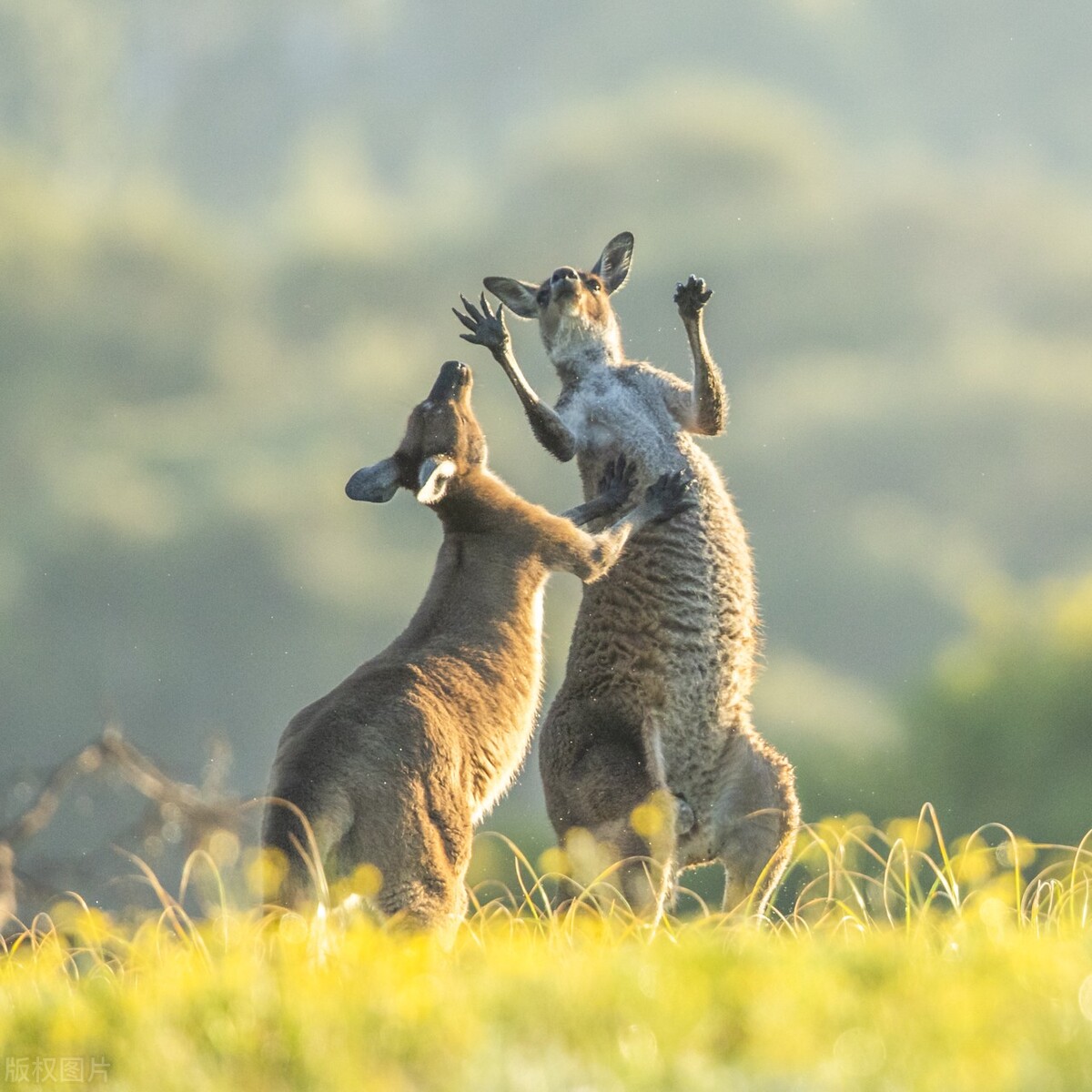 澳大利亚工科高薪行业,澳大利亚高薪高技术