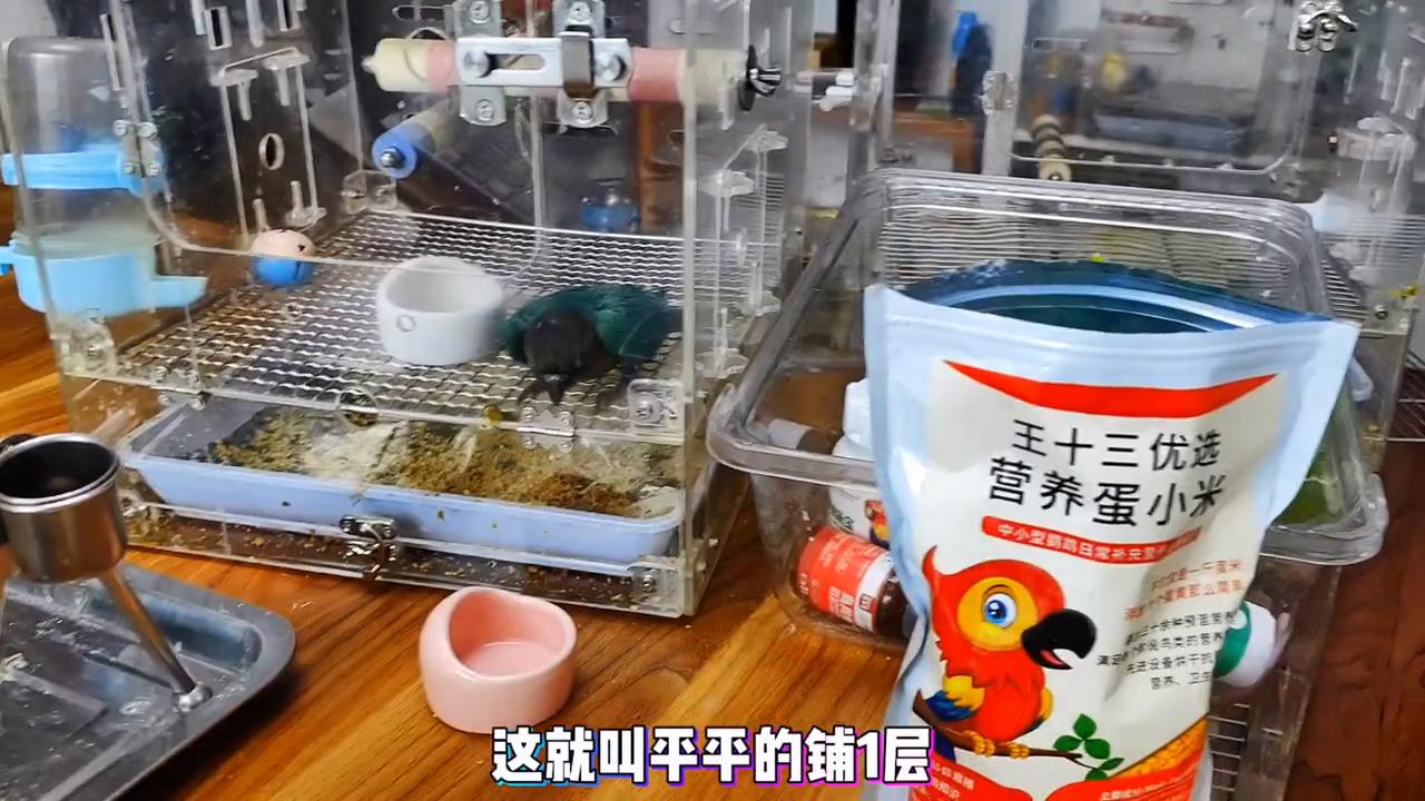 鹦鹉颗粒粮是什么粮啊,如何让鹦鹉吃颗粒粮
