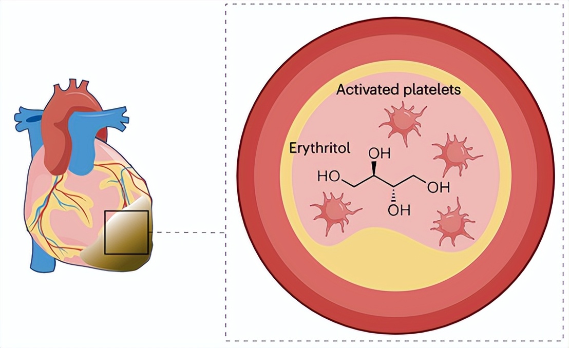 减肥代糖危害,减肥代糖真的不会胖吗