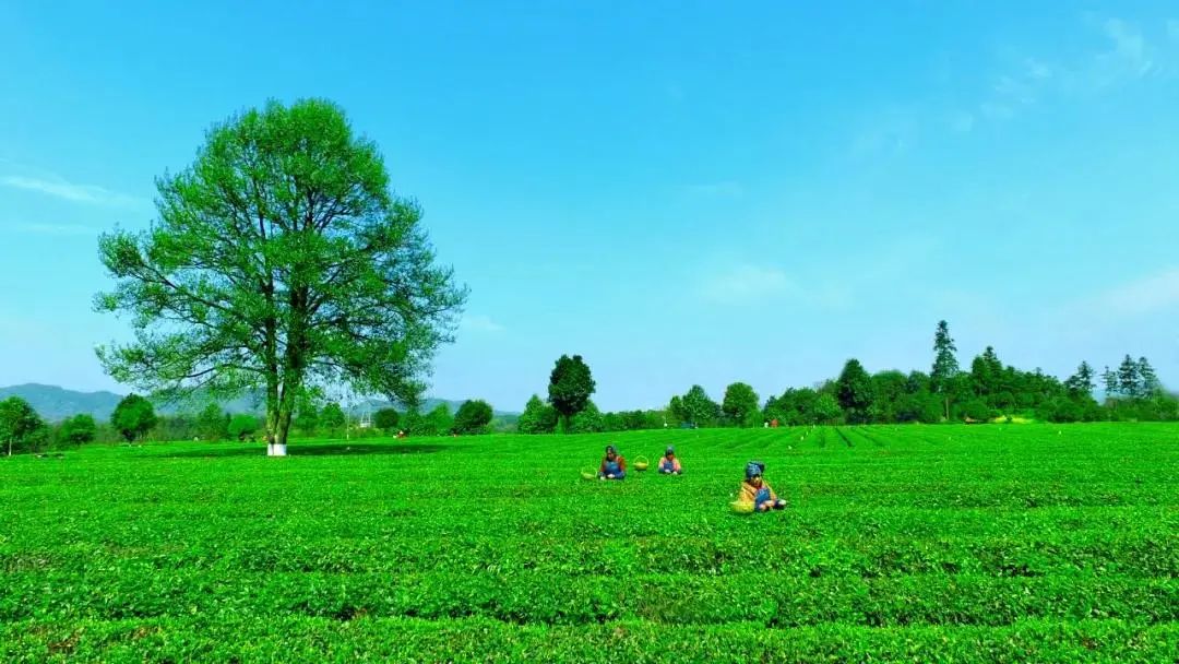 长沙美丽乡村附近有什么好玩的,长沙近郊自驾游最新十大景点