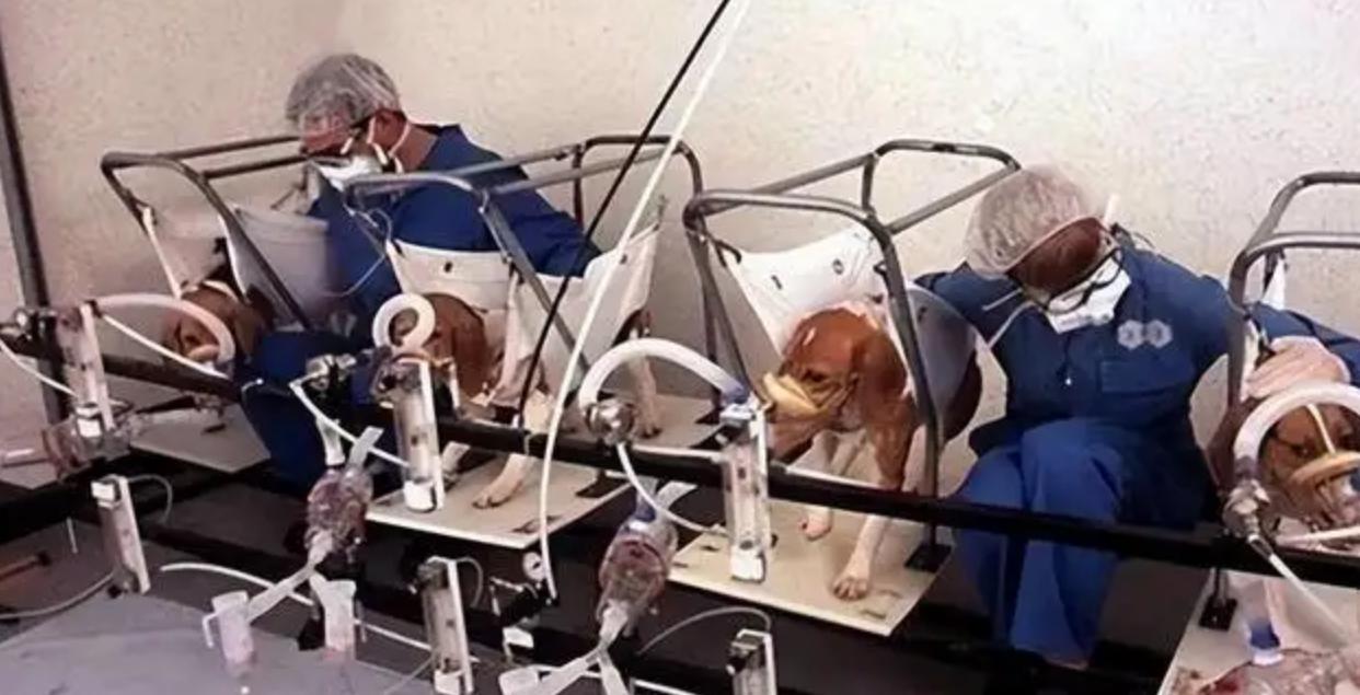 吸烟危害动物实验视频,吸烟对猫狗的危害