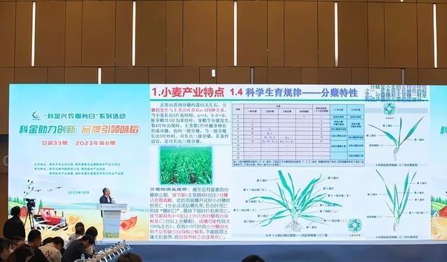 水稻创新创业,水稻产业创新