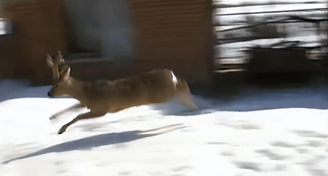 吉林男子野外捡鹿,吉林男子捡到小鹿