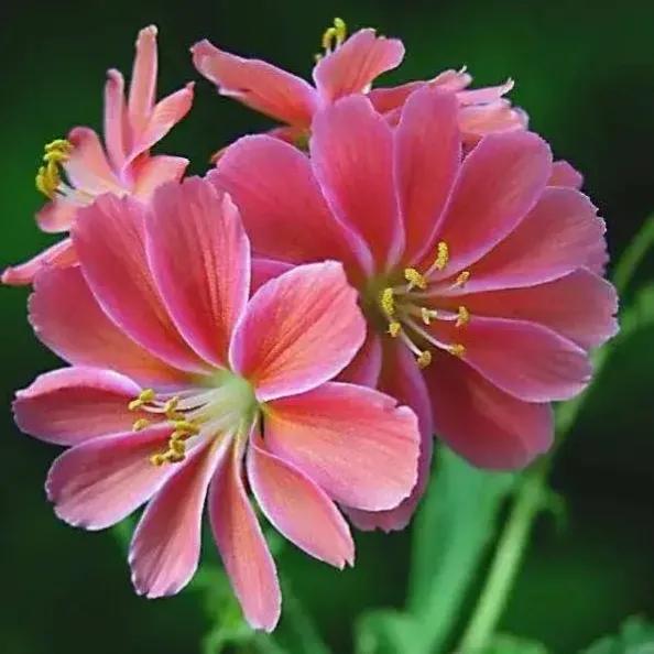 罕见漂亮的鲜花,全球最漂亮的鲜花