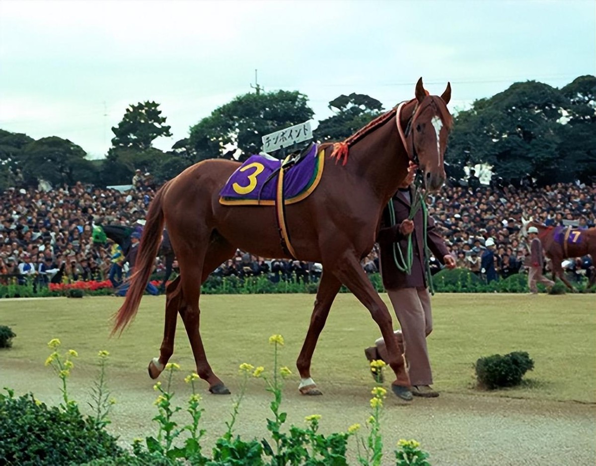 奥运会马术运动员摔死亡,奥运会马术比赛选手丧生