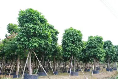 刚栽的树苗新芽枯萎怎么办,新栽的树不出芽怎么办