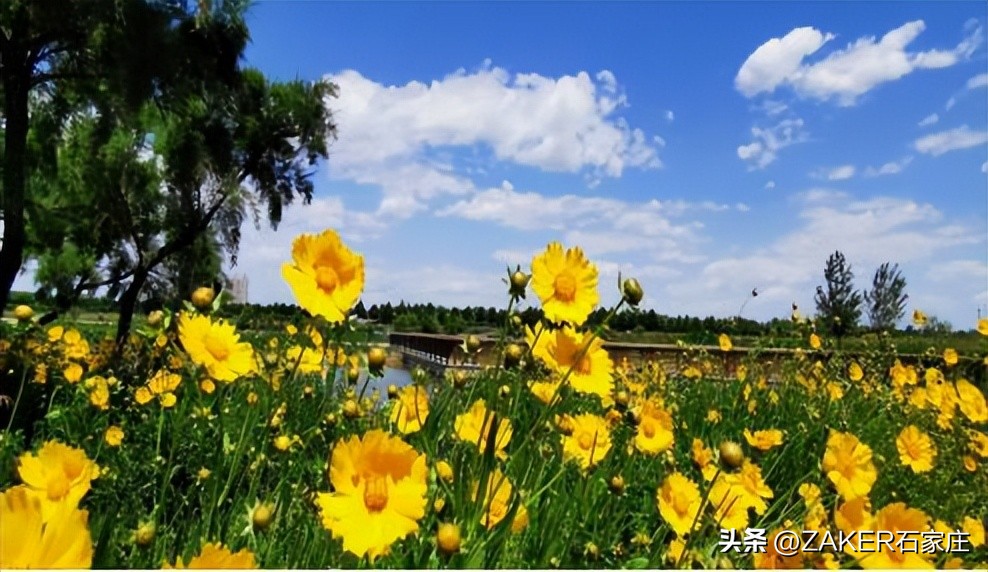 石家庄早新闻,早新闻完整内容