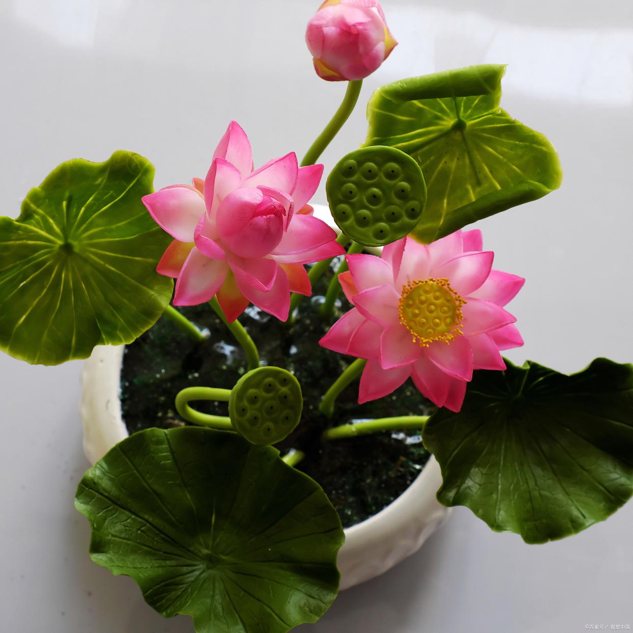 碗莲多久发芽多久开花,碗莲发芽到开花要多久