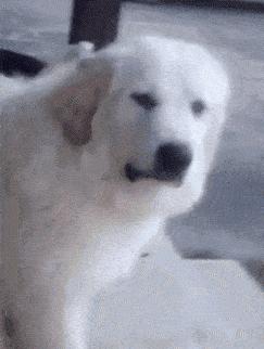 透明版iphone,iphone手机刚发售的时候