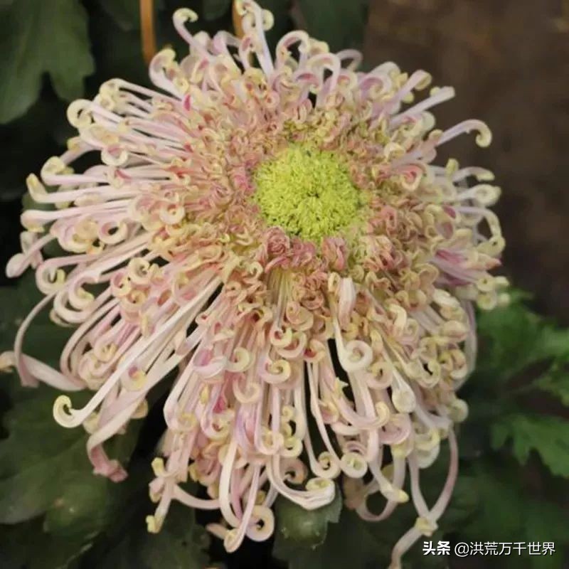 中国十大稀有珍贵菊花品种图片,一年四季开花的菊花有哪些品种