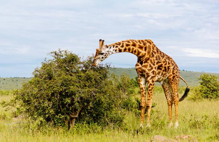 长颈鹿生宝宝,长颈鹿的英语