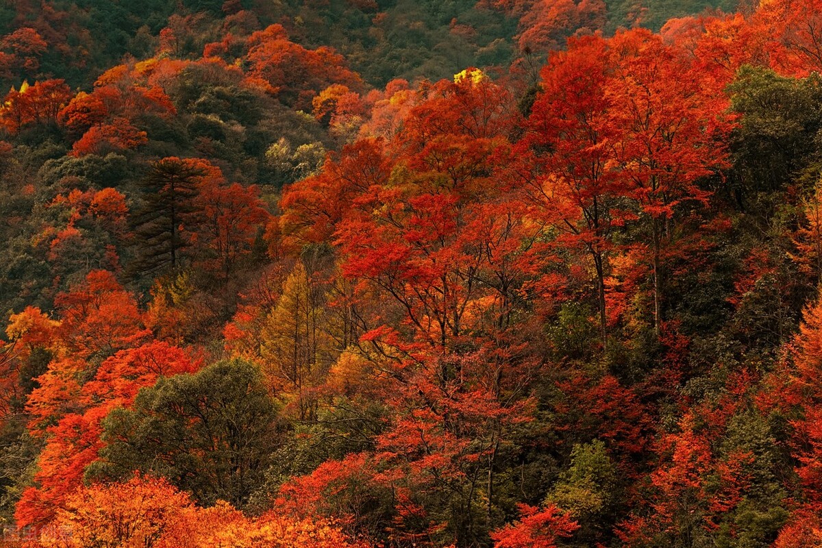 11月份去哪里玩最好玩呢,十一月份秋天适合去哪旅游国内