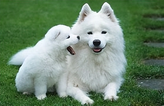 动物在生态系统中的作用习题试卷,动物在生态系统中的作用