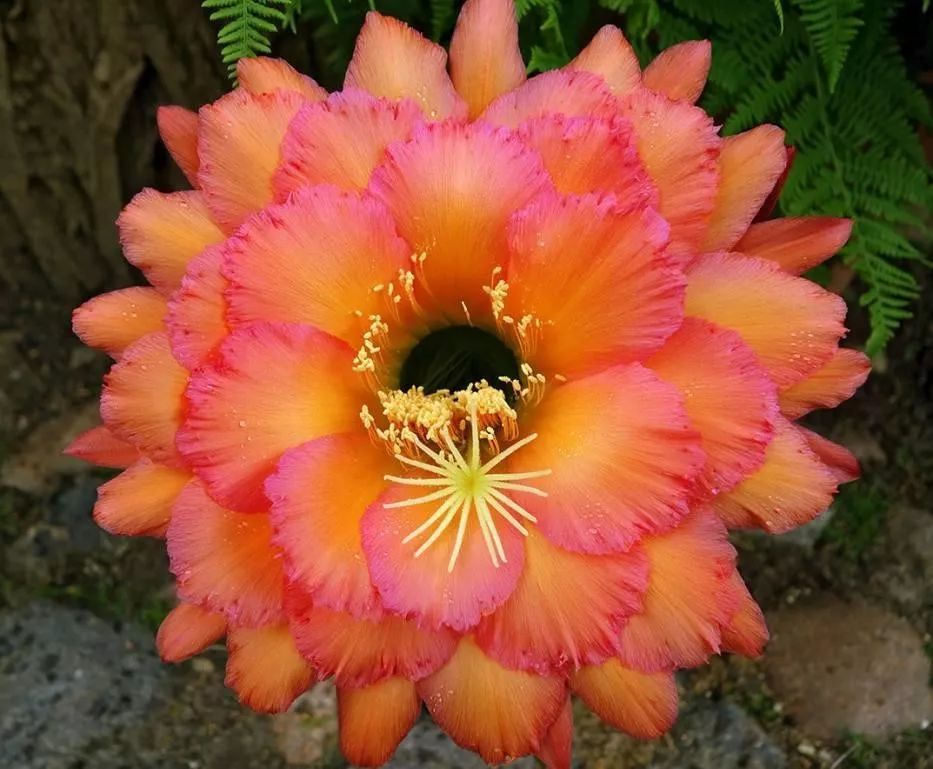 200种·仙人球开花图鉴，大开眼界，美到爆