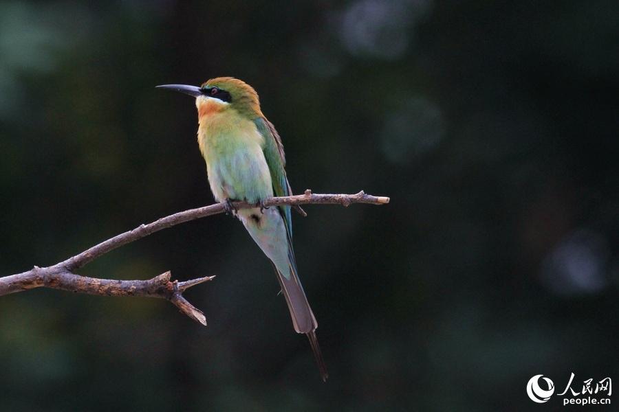 栗喉蜂虎厦门,可爱精灵小鸟
