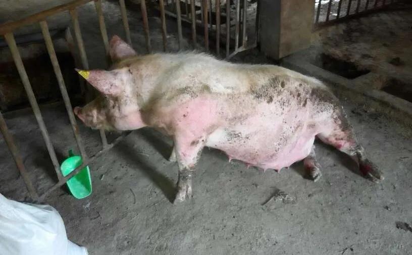 猪喘气打完氟苯尼考死是怎么回事,猪得腹式呼吸打磺胺跟氟苯会死吗