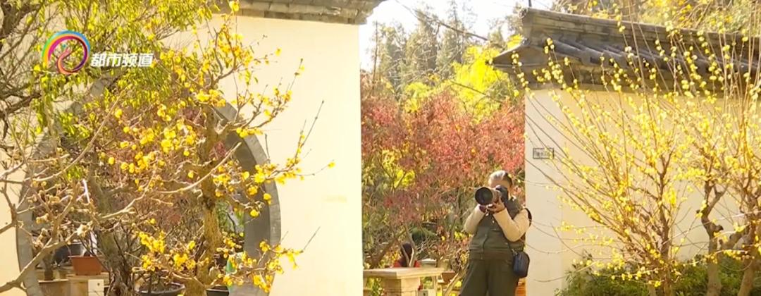 正月赏腊梅梅香正浓,腊梅花开赏梅花