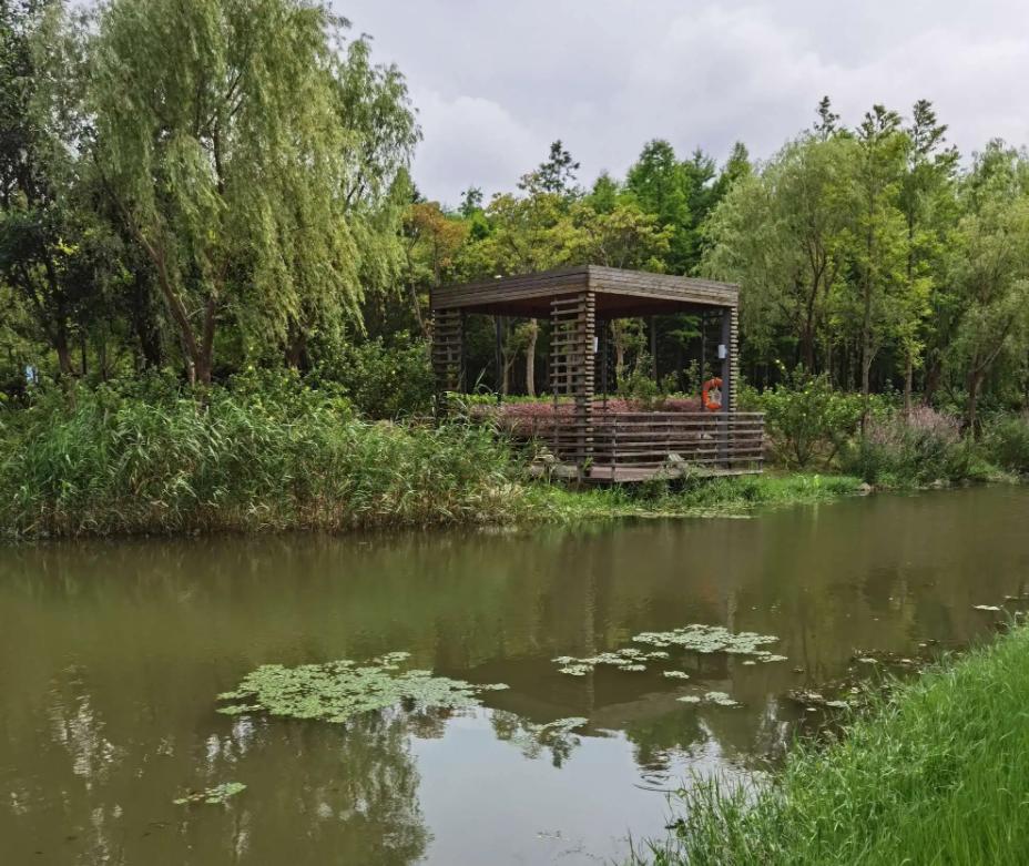 上海附近的森林秘境,上海惊现的森林秘境