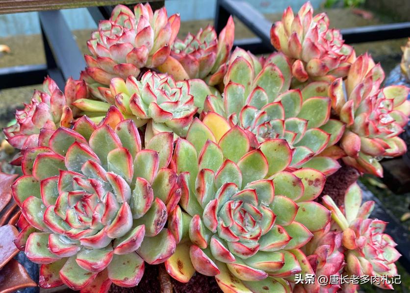 天天逛直播间买多肉，你搞清楚了伪群、散群和整桩有什么区别吗？