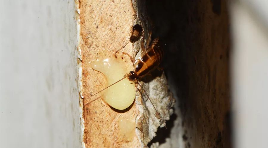 蟑螂怎么正确消灭最彻底非广告,蟑螂怎么正确消灭最彻底不看广告
