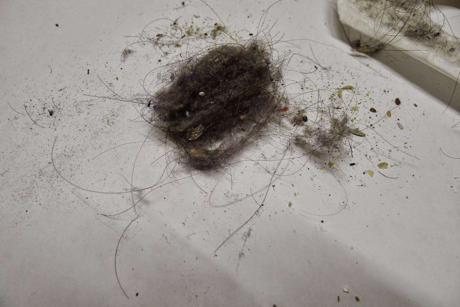 屋里的毛絮怎样打扫干净,家里毛絮太多怎么打扫