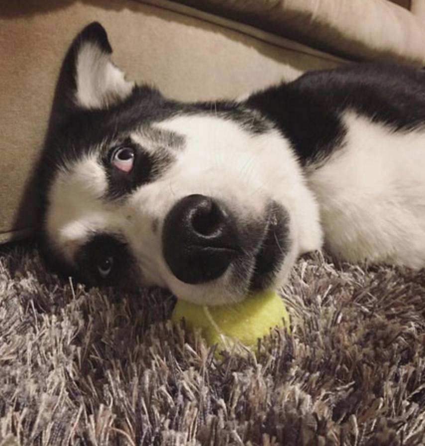 哈士奇没胃口吃饭,哈士奇没有狗粮怎么治它